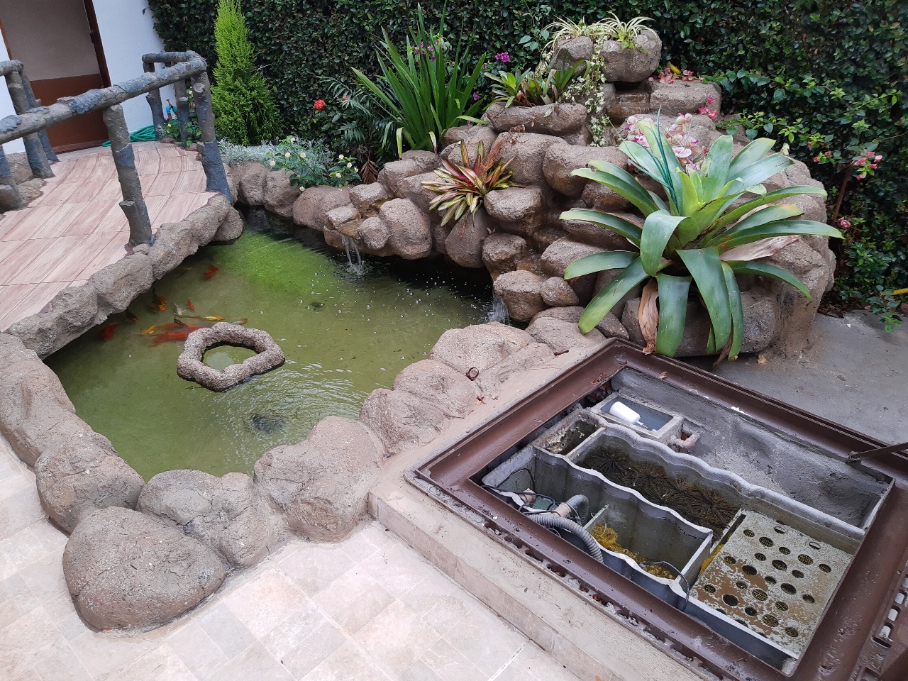 Como evitar algas verdes no lago ornamental